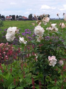 Beplanting voor de tuin