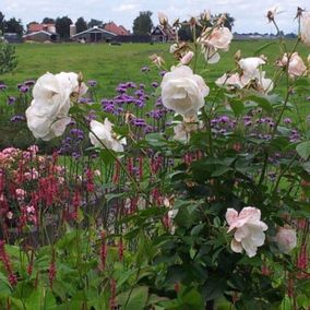 Beplanting voor de tuin