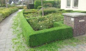 Onderhoud tuin heg knippen