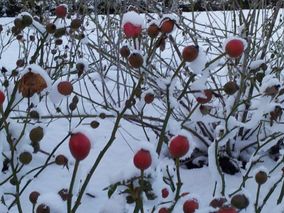 Beplanting tuin winter