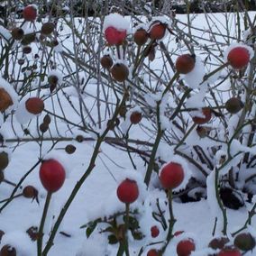 Beplanting tuin winter