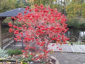 Tuin beplanten