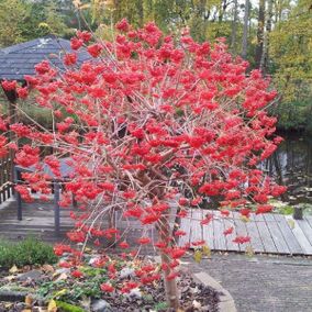 Tuin beplanten